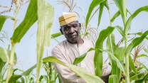 Man standing in corn field
