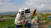 Huthaifa, 32, right, and Ahmad, 28, inspect a hive frame of one of the beehives.