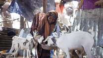 Somali women with goats