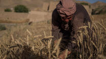 A farmer in a field.