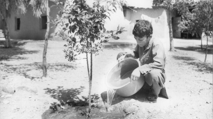 A boy watering a small tree