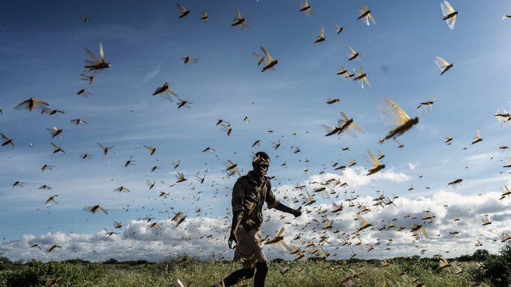 Ein Mann vertreibt einen Schwarm Wüstenheuschrecken im kenianischen Samburu County. 