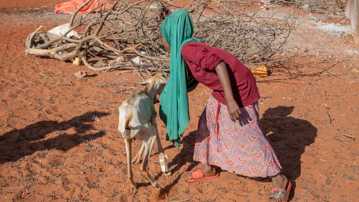 A girl tends to a skinny goat. The landscape is barren and dry.