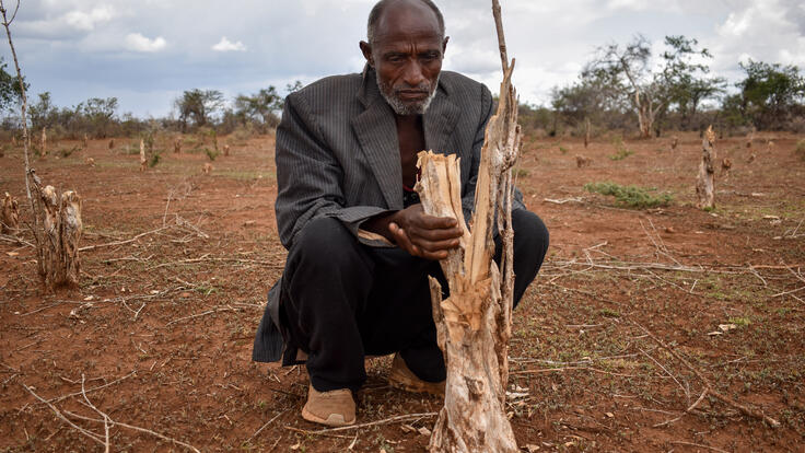 Amin crouches down, holding the branches of the destroyed coffee tree.