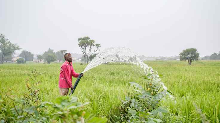 In Adamawa State, Nigeria, Salihu waters his lush crops with an irrigation hose.