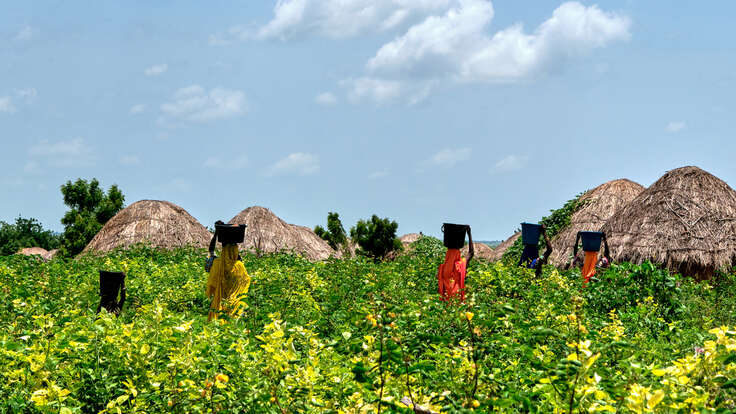 Fem flickor bär hinkar på huvudet genom ett grönt fält.