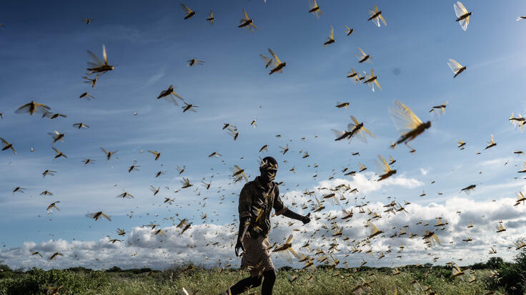 A man runs, chasing away a swarm of desert locusts early in the morning in Samburu County, Kenya.