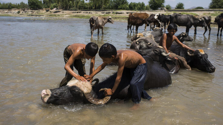 Boys washing a water buffalo in a river outside Jalalabad.