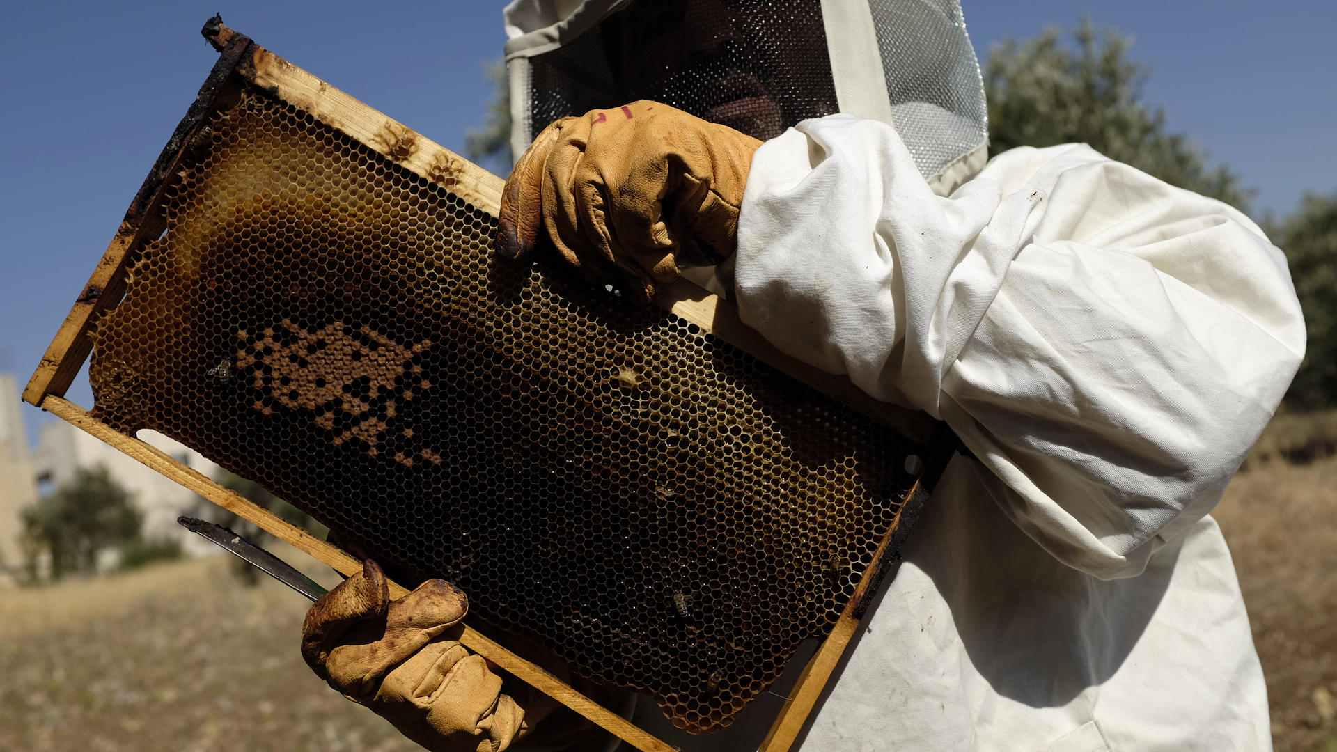 Syrian beekeeping family in Jordan