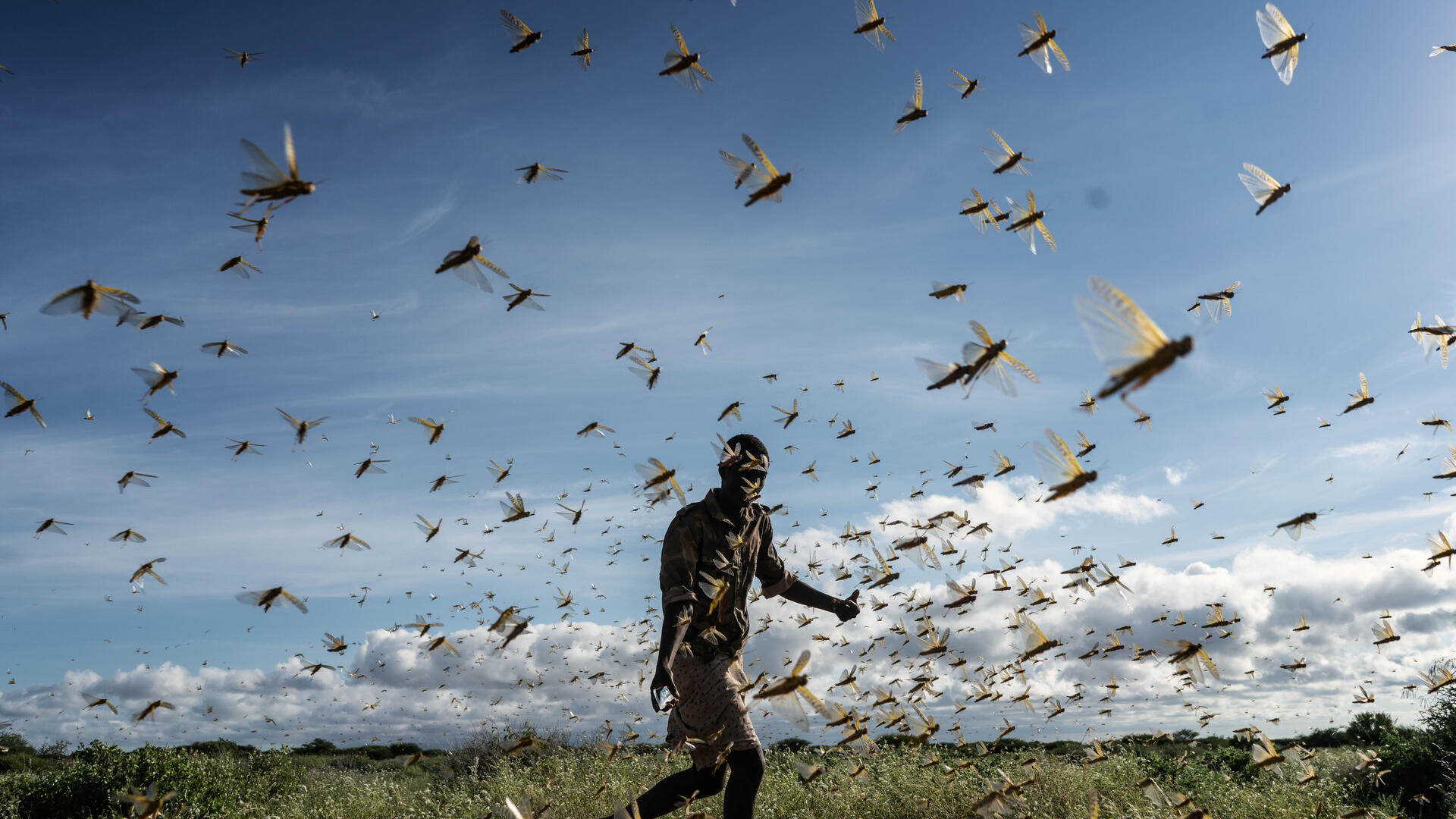 A man chases away a swarm of desert locusts in a field in Kenya. 